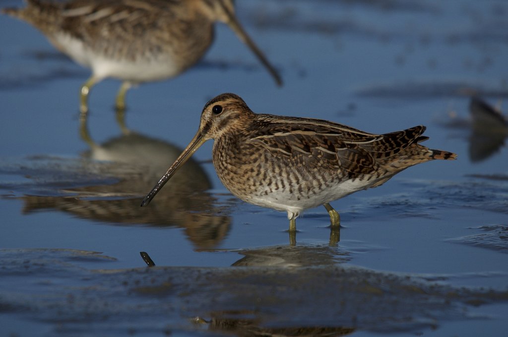 Bekassine am Andelhof