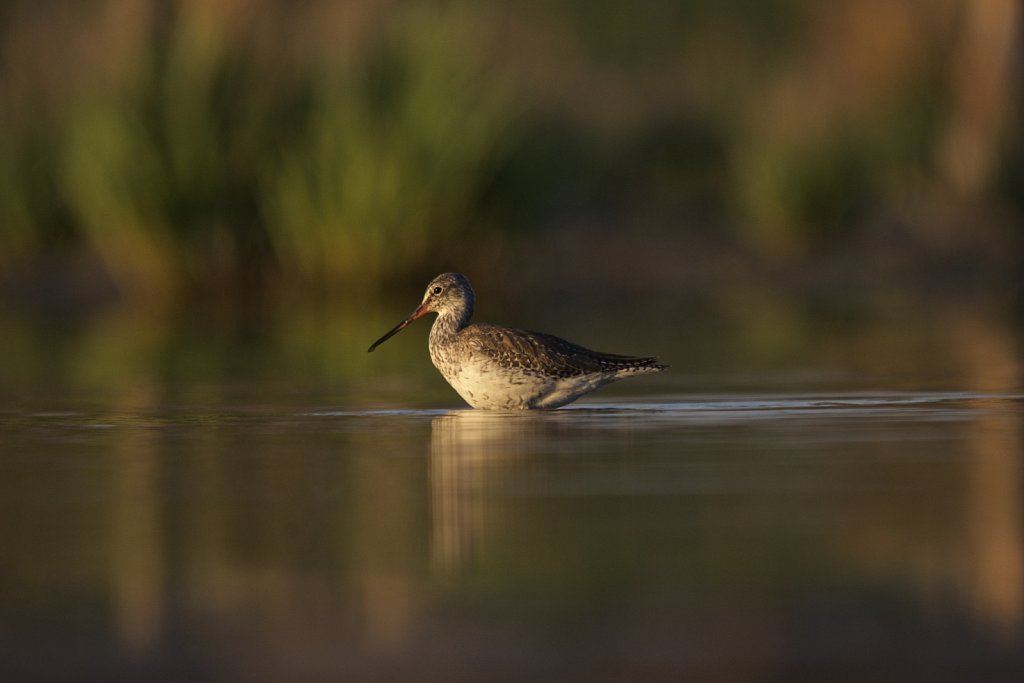 Dunkler wasserläufer