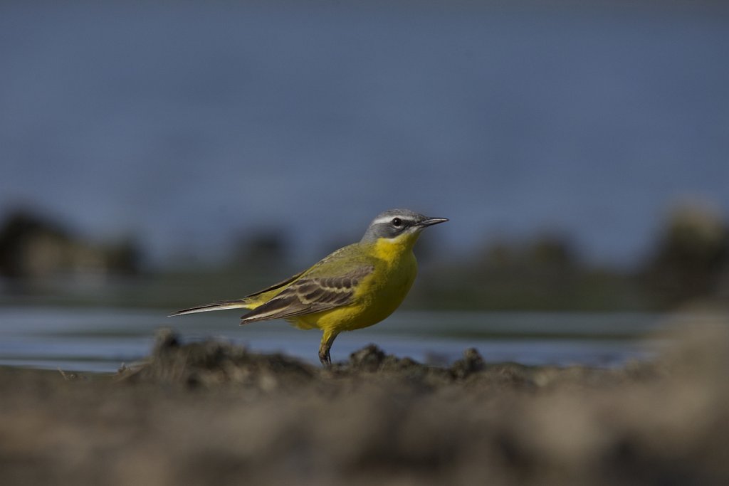 Wiesenschafstelze (Flava)